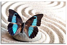 Obraz Motýľ s tyrkysovými krídlami zs29068